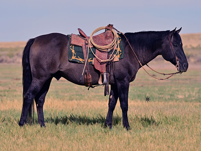 Fort Ranch Silver Savanah Moon photo