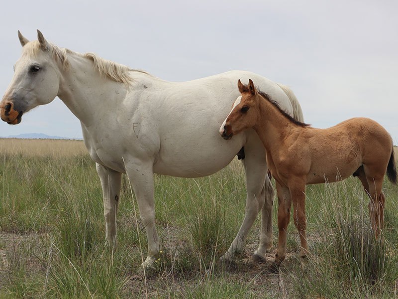 Fort Ranch CD Lights Lady photo