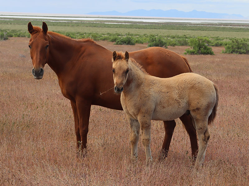 Fort Ranch Cindy Olena Prom broodmare photo