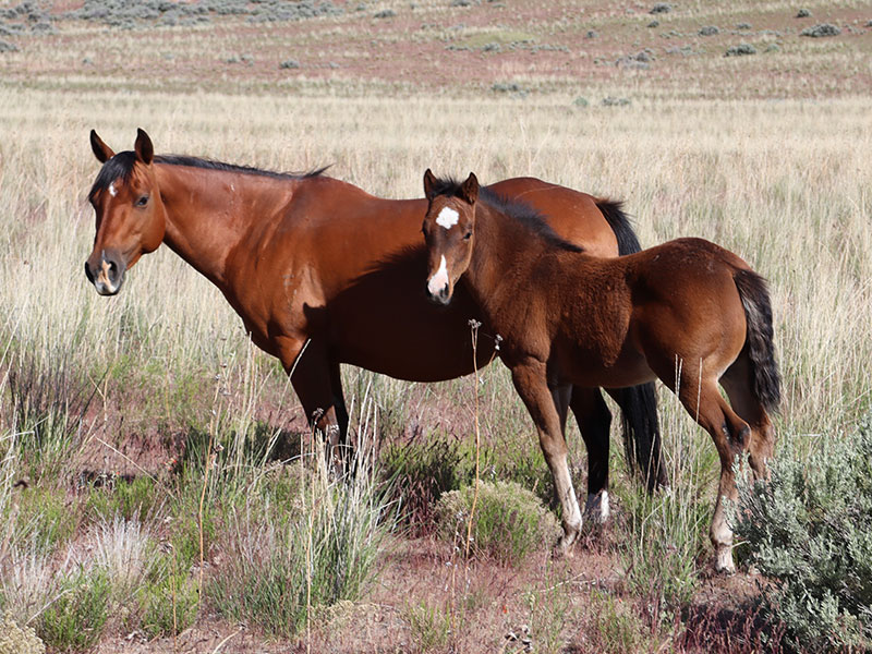 Fort Ranch Orphan Ichi photo