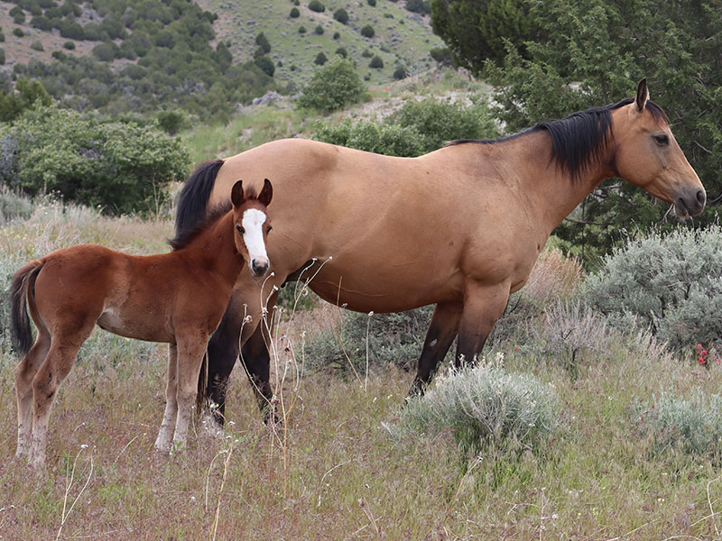 Fort Ranch Zoomin Moria Prom photo