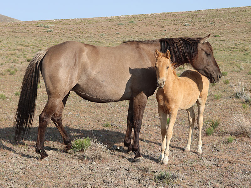 Fort Ranch Marie Laveau Prom broodmare photo