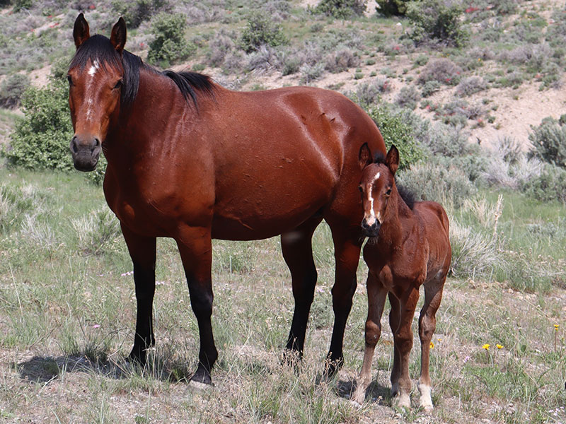 Fort Ranch Tessyboon Prom broodmare photo