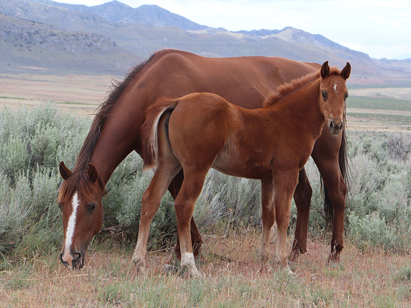 Fort Ranch Bet Hickory Diamond photo