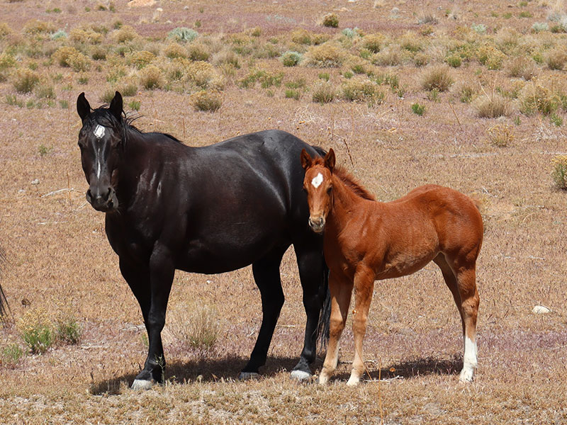 Fort Ranch Black Little Oak photo