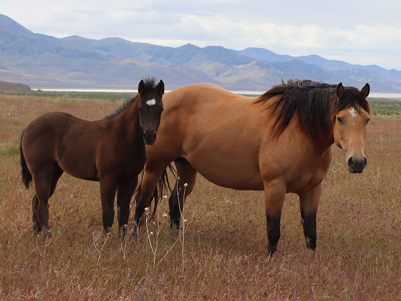 Fort Ranch Buckskin Smartsan photo
