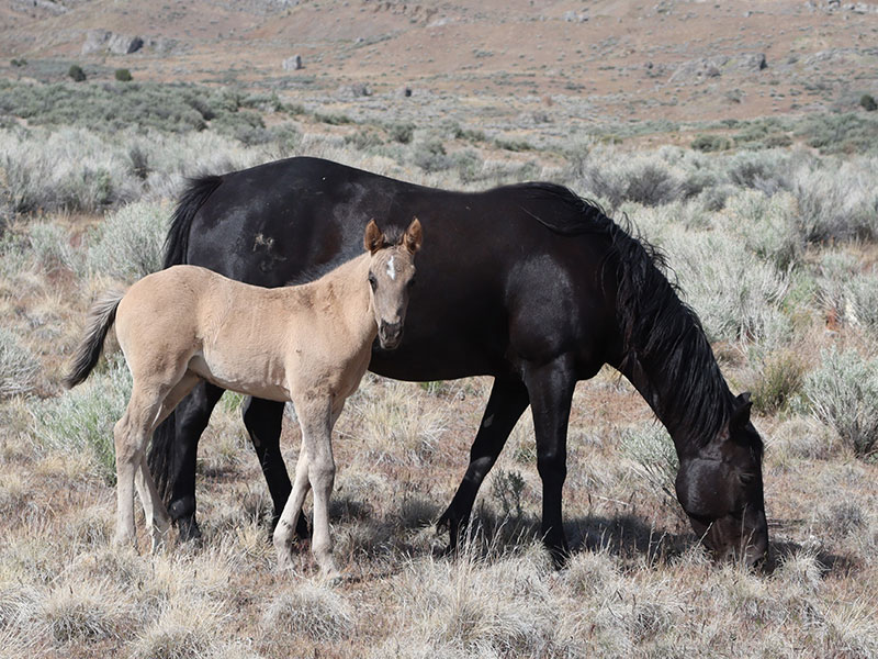 Fort Ranch Oak N Hancock photo