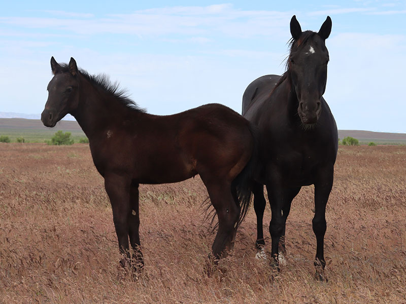 Fort Ranch Young Little Boons photo