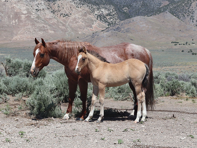 Fort Ranch Annies Denver photo