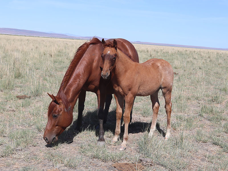Fort Ranch Shesahollywoodhottie photo