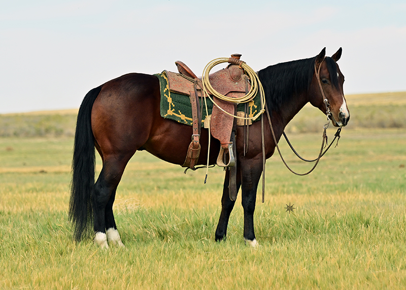 Beautiful dark brown Stallion named Olenas Pepto Cat